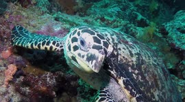 Hawksbill Sea Turtle (Eretmochelys imbricata; 1 m) scrutinizing diver, swimming  (surprised diver by swimming between legs moments earlier); Pulau-Pulau Pisang, Papua, Indonesia (short version)