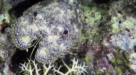 Sculptured Slipper Lobster