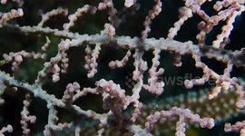 Bargibanti Pygmy Seahorses on Gorgonian Sea Fan