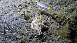 Bobbitt Worm striking Banggai Cardinalfish 2