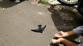 Todler try to save fall birds on the road