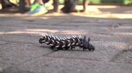 Africa's HUGE insects - this is a giant caterpillar! Look at it go!