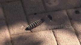 Africa's HUGE insects - this is a giant 6-inch long caterpillar on the move!