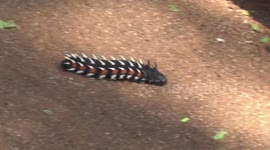 Africa's HUGE insects – cop this is giant 6-inch long caterpillar moving!