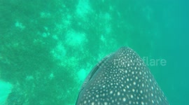 Giant whale shark swims by while free diving