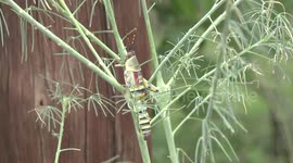 A poisonous African grasshopper - longer view