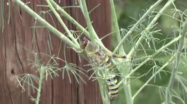 A poisonous African grasshopper - closer view