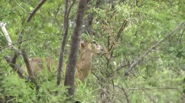 A Klipspringer ram browsing on shrubs