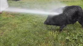 Pig loves being blasted with jet wash