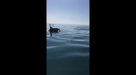 Dolphin encounter in Penzance