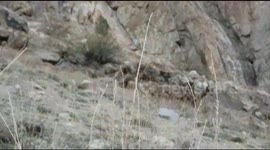 Rare species of Ibex found in mountain areas of Gilgit Baltistan, Pakistan.