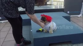 Sci-Fido! Dogs get dressed up as film characters for dog show