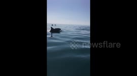 Kayaker has beautiful dolphin encounter in sunny Cornwall