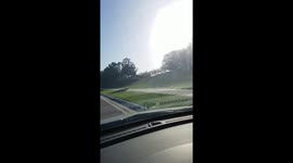 Alligator crossing the street into a neighborhood in North Port, Florida