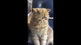 Cat Boxing