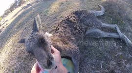 Australian man saves injured kangaroo after stray dog attack