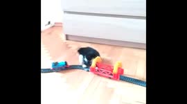 Adorable kitten attacks toy train set