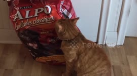 Affectionate cat can't resist snuggling with bag of food