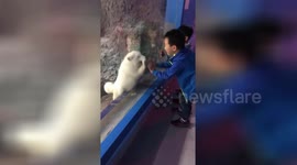 Arctic fox mimics boy by wiping zoo enclosure glass