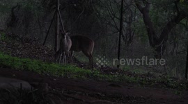 Bushbuck ewe and lamb at dawn in the Crocodile Bridge Restcamp