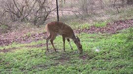 A Bushbuck lamb grooming, browsing and jumping - Crocodile Bridge Restcamp