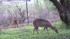Bushbuck ewe and her lamb browsing in Crocodile Bridge Restcamp