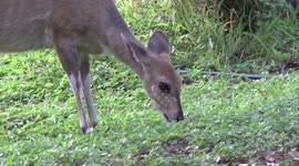 Bushbuck ewe browsing - closeup of head