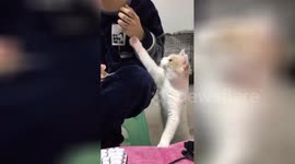 Cat repeatedly paws at its owner to get some attention