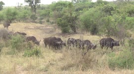 A huge Buffalo herd moving down a dry creek bed in Kruger Park