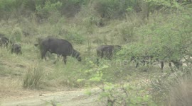 Huge Buffalo herd crossing a road from a dry creek bed - Kruger Park