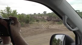 Photographing a huge Buffalo herd from the safety of a vehicle - a smart move!