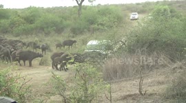 Vehicle stopping a huge Buffalo herd from crossing the road - poor etiquette and stupid