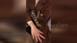 Cat mimics owner's hand movements