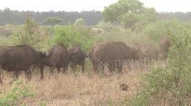 Buffalo herd making a dust cloud in the dry bush - Kruger Park