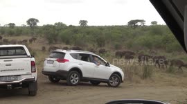 Tourists in vehicles watching a huge Buffalo herd moving in a dry creek bed