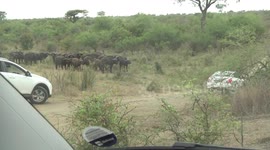Vehicles preventing a huge Buffalo herd from crossing the road - poor etiquette and stupid