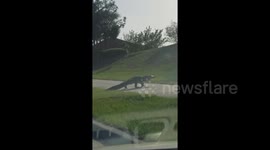 Huge alligator crosses road in North Port, Florida