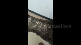 Residents in India flee homes to escape thousands of stink bugs