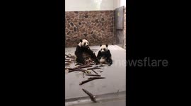 苏州:抢伙伴儿竹笋的大熊猫
