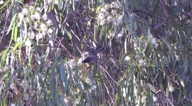 Red Wattlebird feeding on Eucalyptus leucoxylon flowers at Bibra Lake
