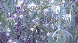 Brown Honeyeater feeding on Eucalyptus leucoxylon flowers at Bibra Lake