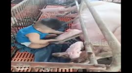 The baby loves to play with the piglets