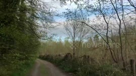 On the Irish meadow