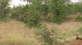 Filmer captures ‘astonishing’ sight of massive flock of birds in synchronized flight