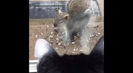 One Brave Squirrel!