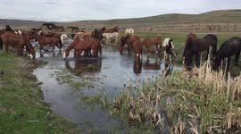 Turning out the herd!
