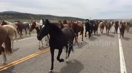 Great American Horse Drive