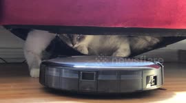Cat loves playing with robot vacuum