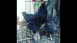 Slo Mo Chickens jumping for food