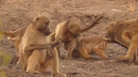 Young male baboons suddenly start an extremely noisy fight